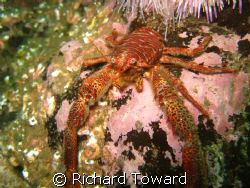 Squat Lobster taken off St Abbs Head with a Canon A570is by Richard Toward 